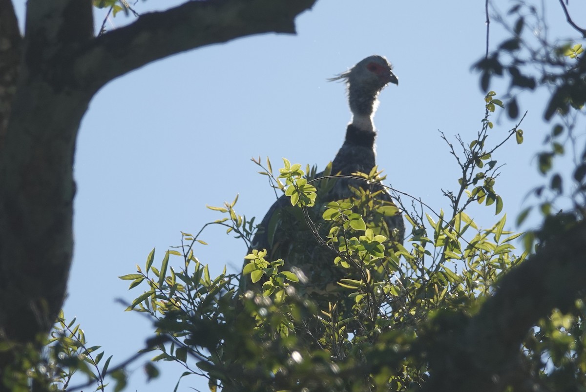 Southern Screamer - ML242039271