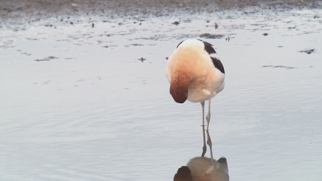 Avocette d'Amérique - ML242039461