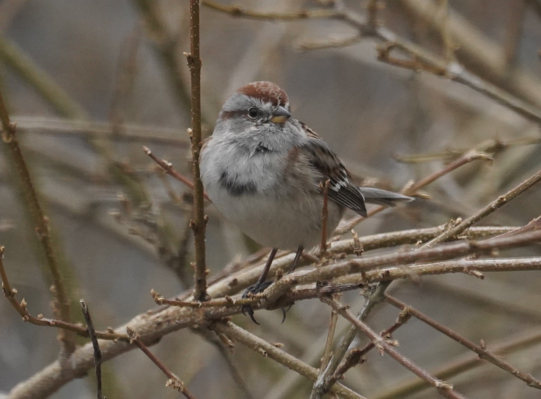 American Tree Sparrow - Amy Swarr