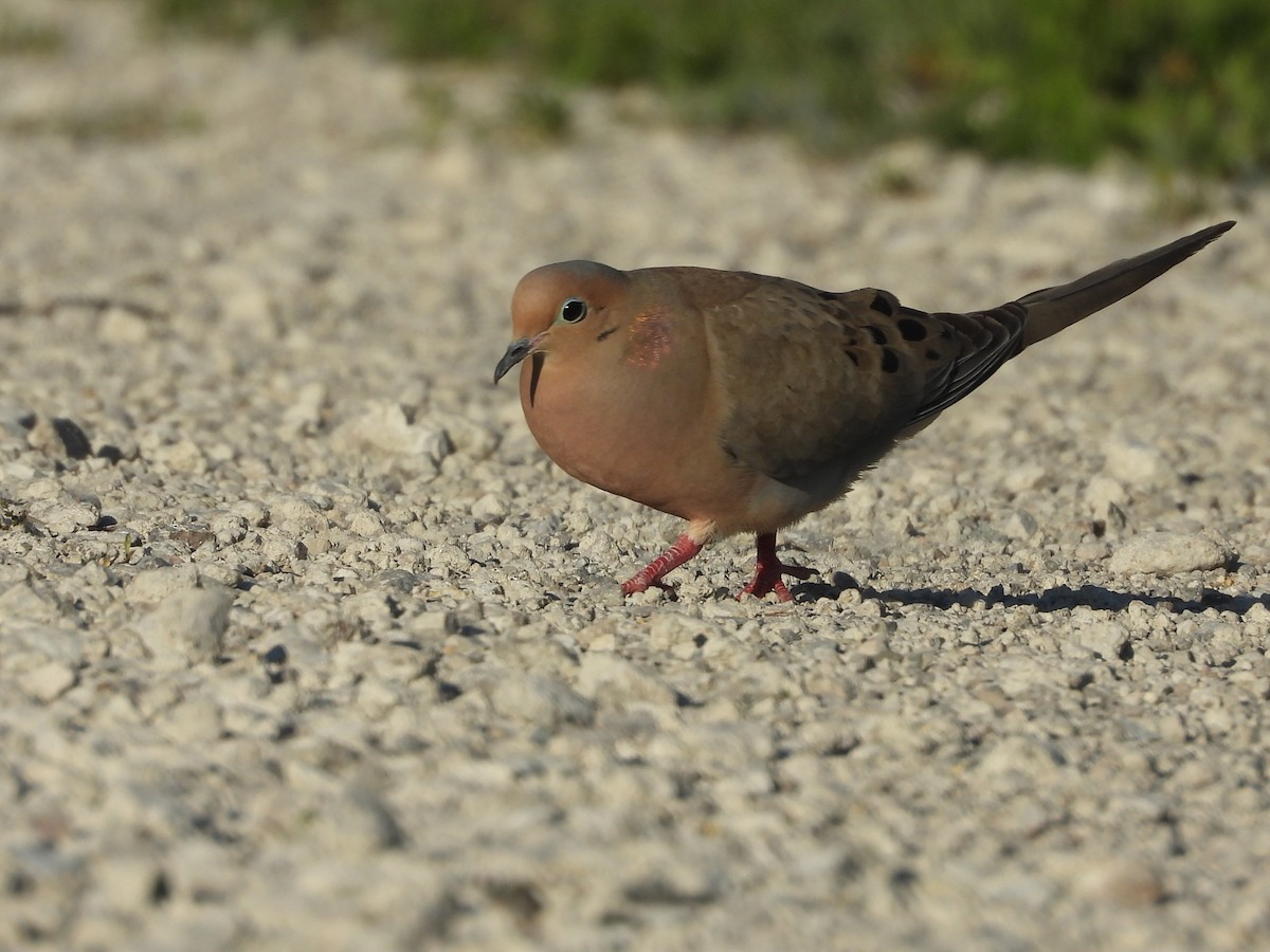 Mourning Dove - Manny Salas