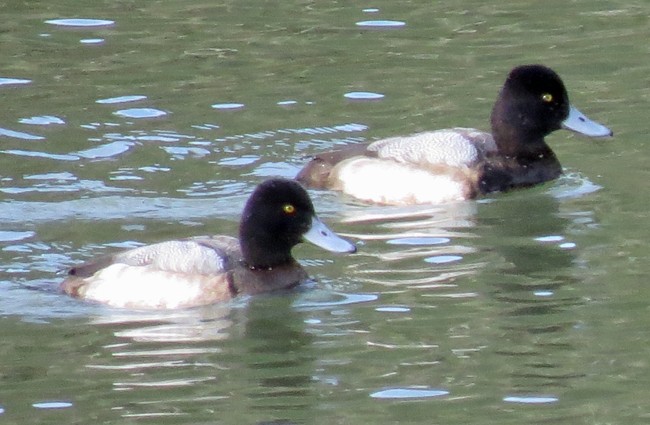 Lesser Scaup - ML24204161