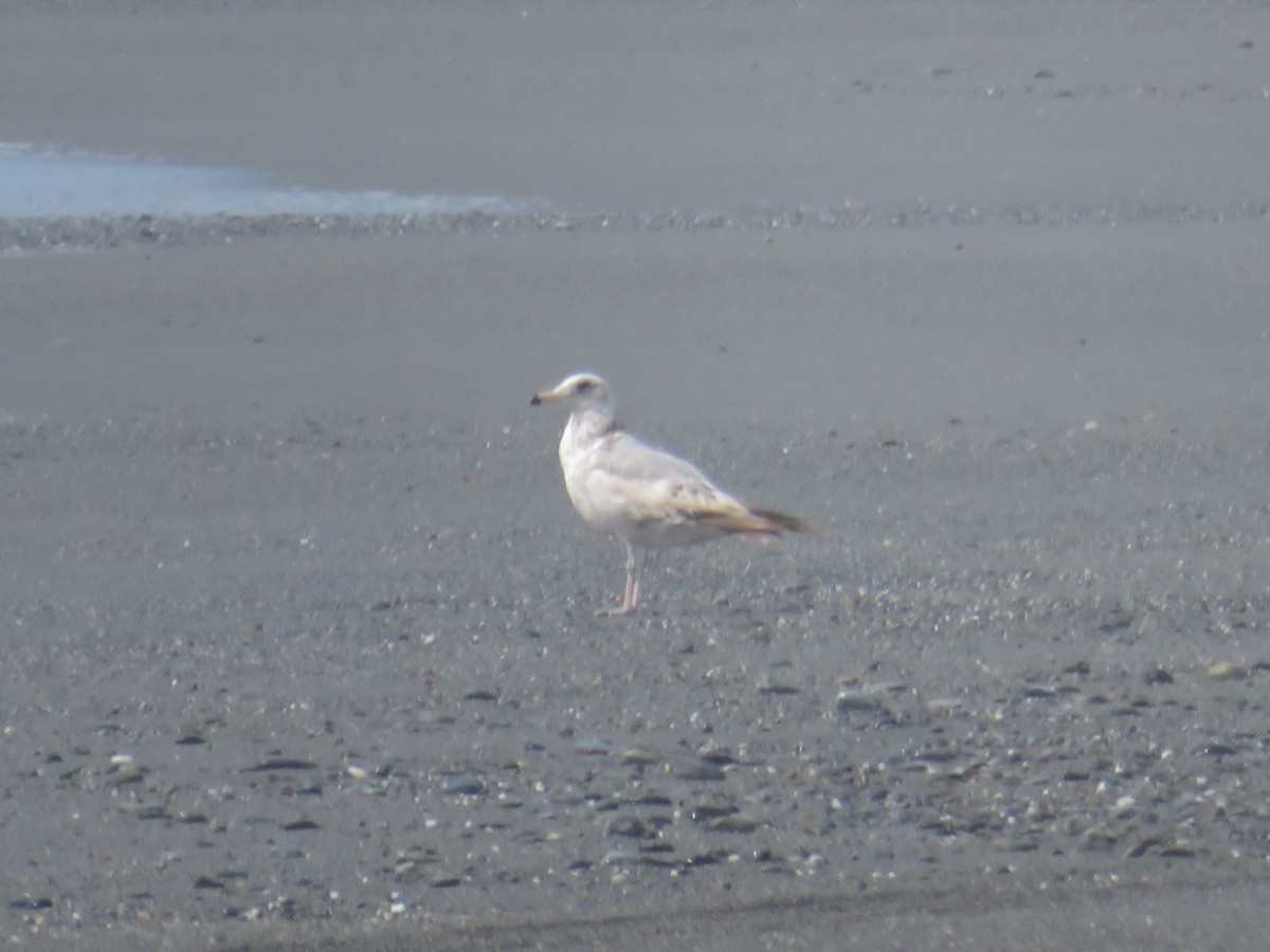 goéland ou mouette sp. - ML242042171