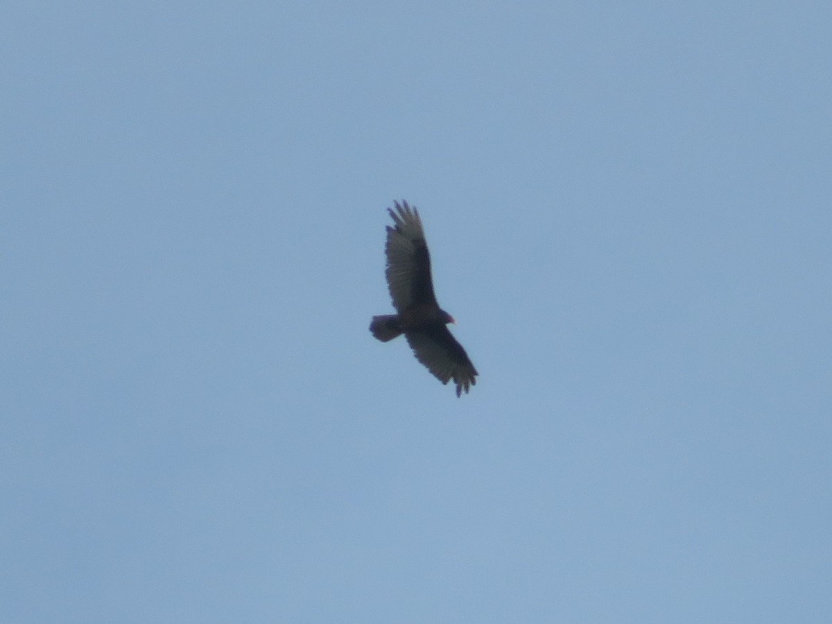 Turkey Vulture - ML242042231