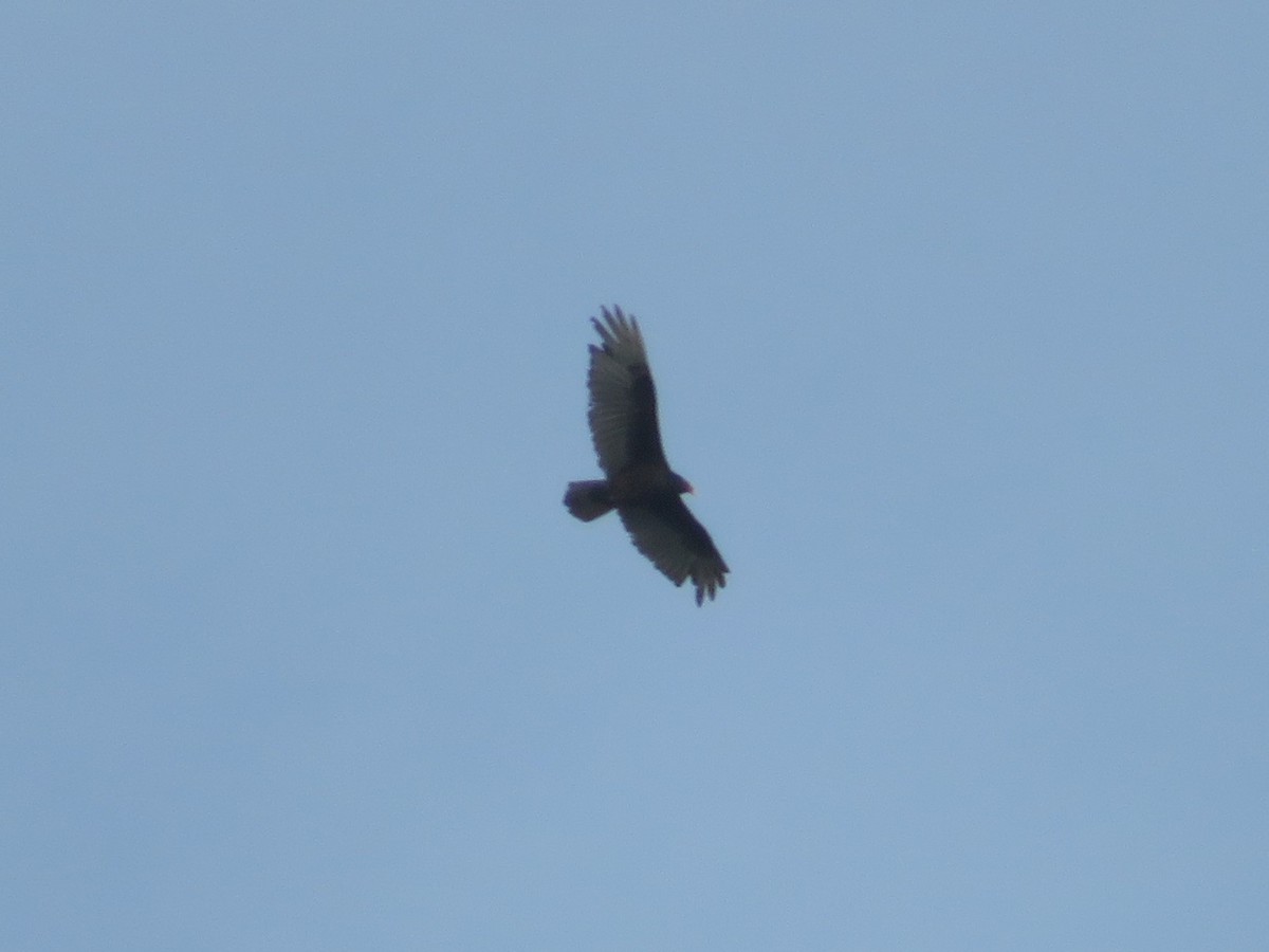 Turkey Vulture - Karen Richardson