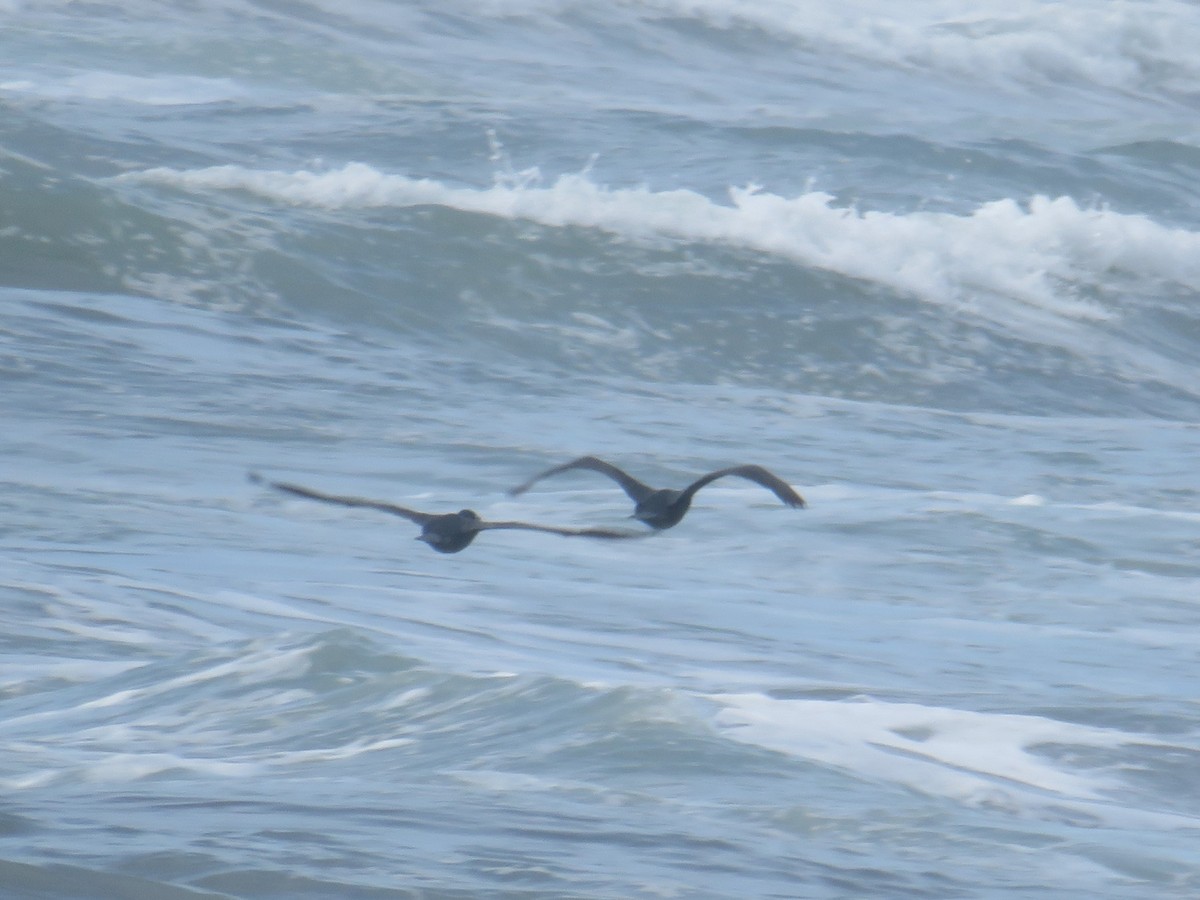 Brandt's Cormorant - ML242042401