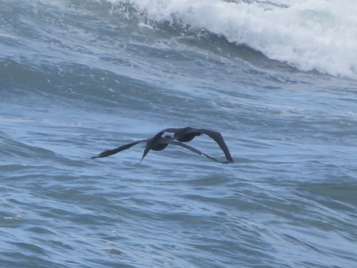 Brandt's Cormorant - Karen Richardson