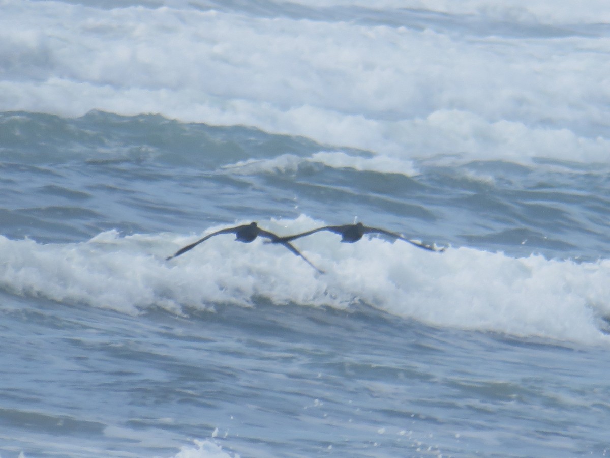 Brandt's Cormorant - ML242042431