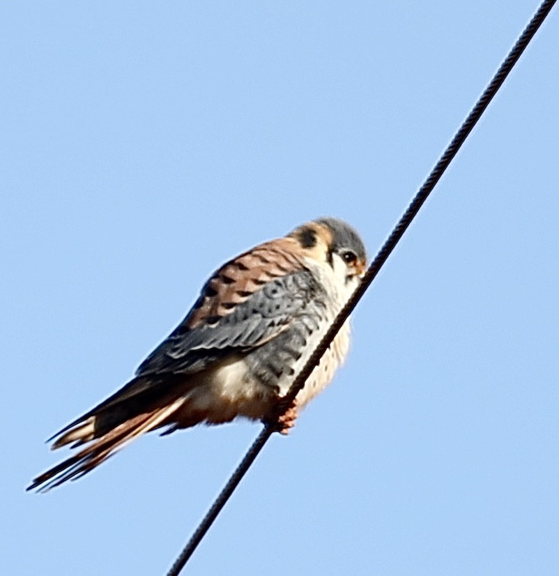 American Kestrel - ML242044471