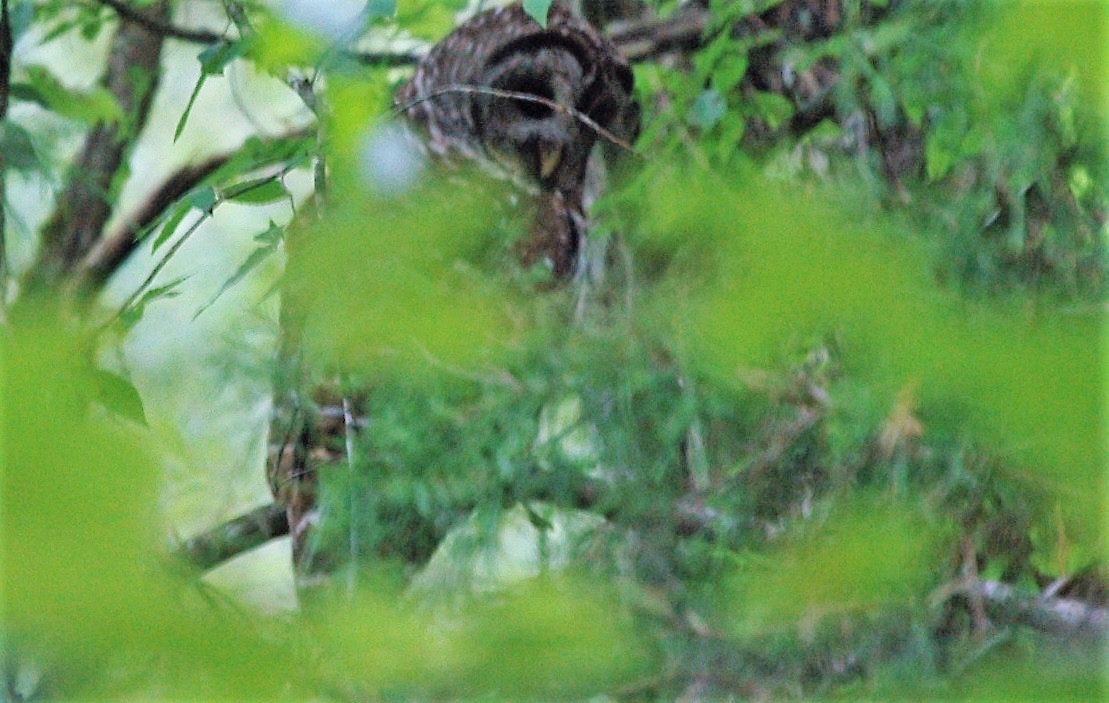 Barred Owl - ML242044941