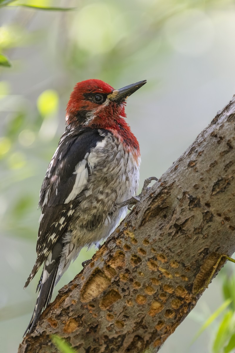 Red-breasted Sapsucker - Sharif Uddin