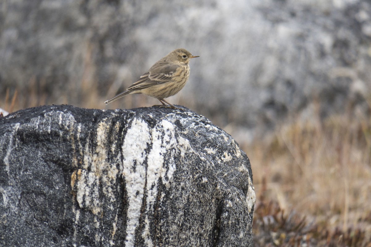 American Pipit - David Howe & Rosanne Dawson