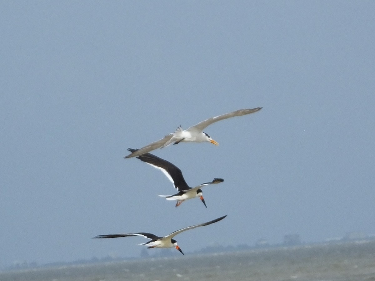 Black Skimmer - ML242048741