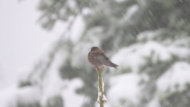 Schwarzstirn-Schneegimpel - ML242050741