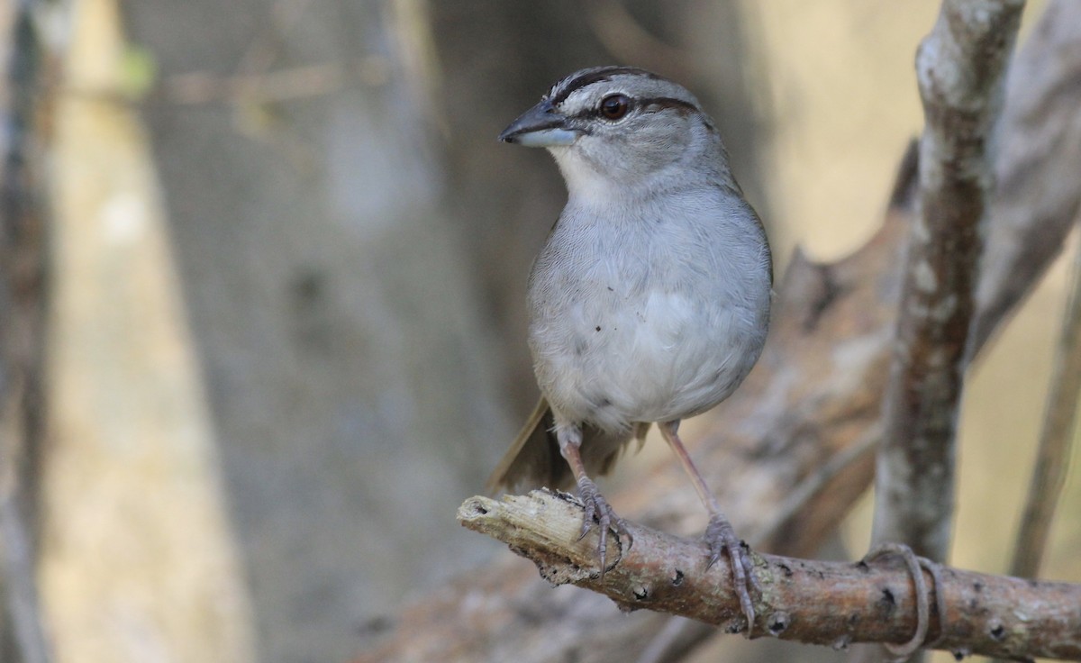 Green-backed Sparrow - Eric Antonio Martínez (www.mexico-birding.com)