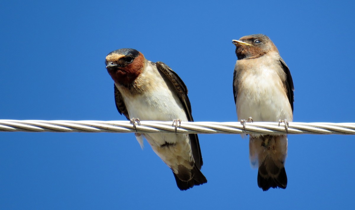 Cliff Swallow (pyrrhonota Group) - Ed Dunn