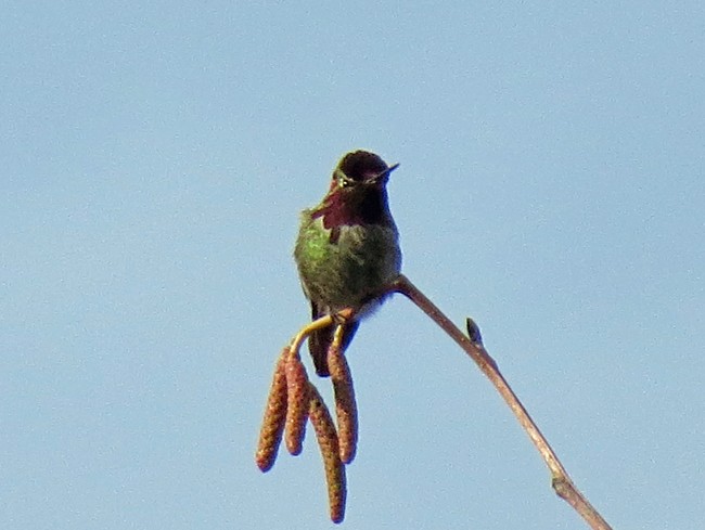 Anna's Hummingbird - ML24205201