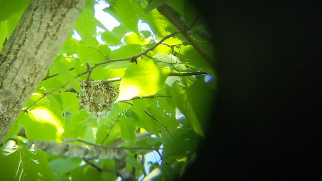 Yellow-throated Vireo - ML242052191