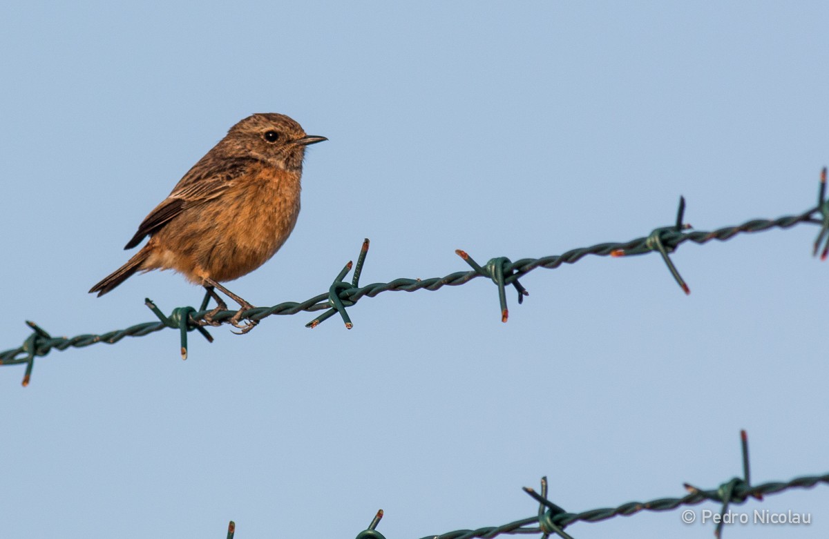 European Stonechat - ML24205391