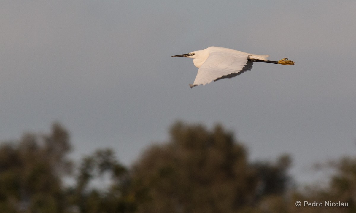 Little Egret - ML24205411