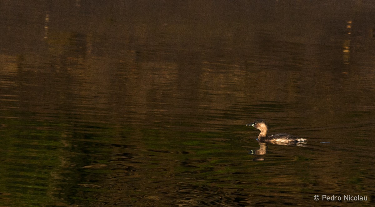 Little Grebe - ML24205441