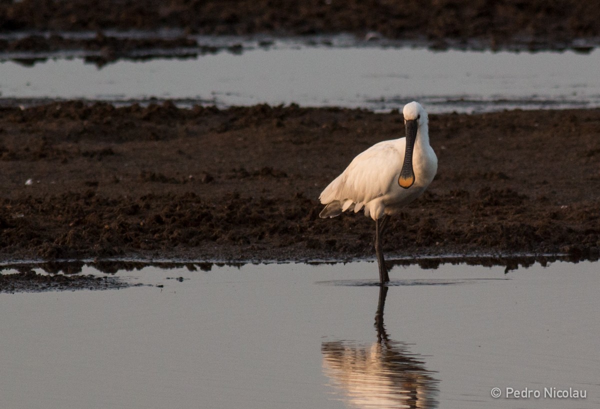 Eurasian Spoonbill - ML24205541