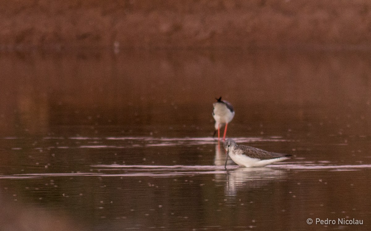 Common Greenshank - ML24205561