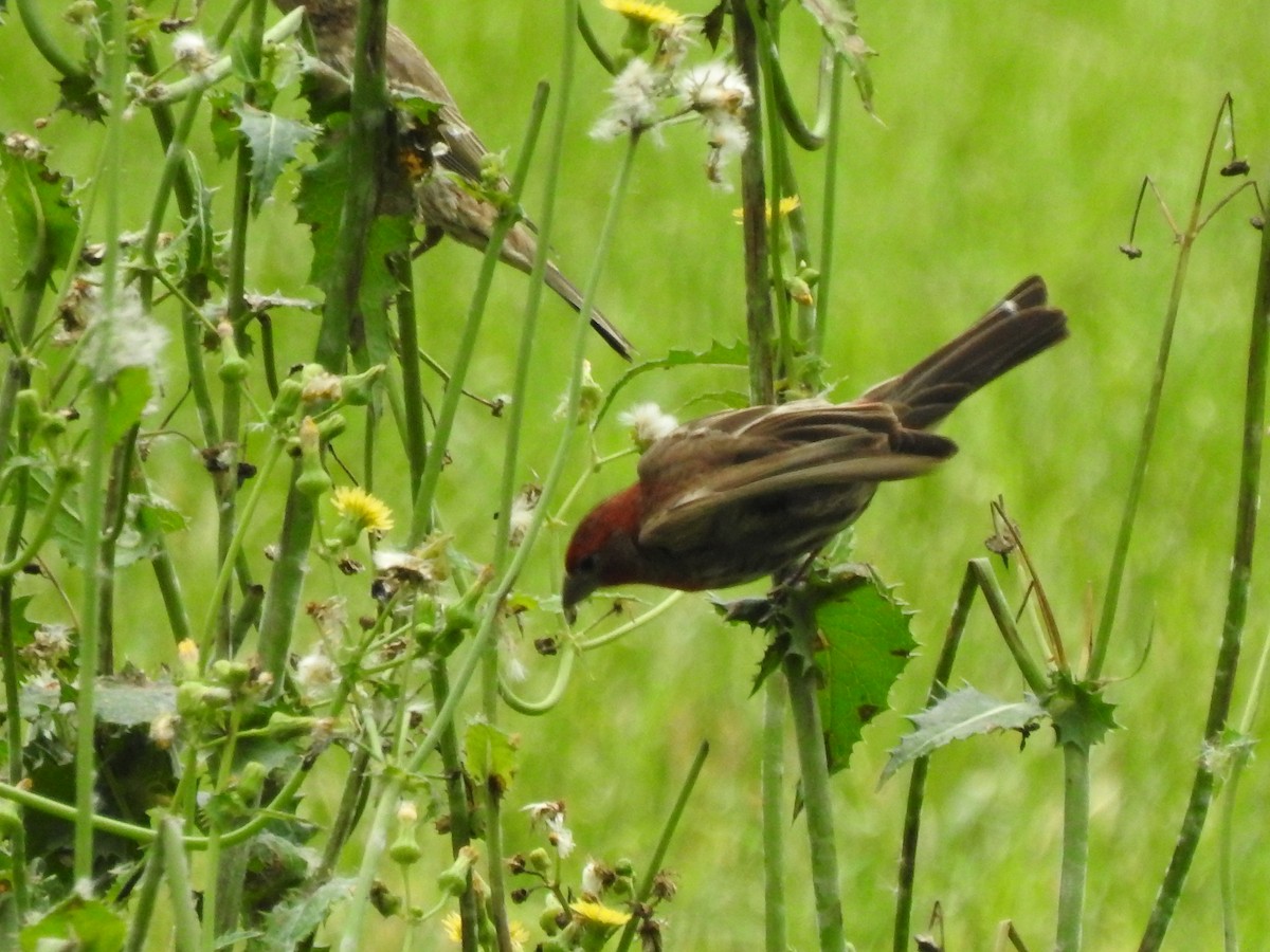 House Finch - ML242055671