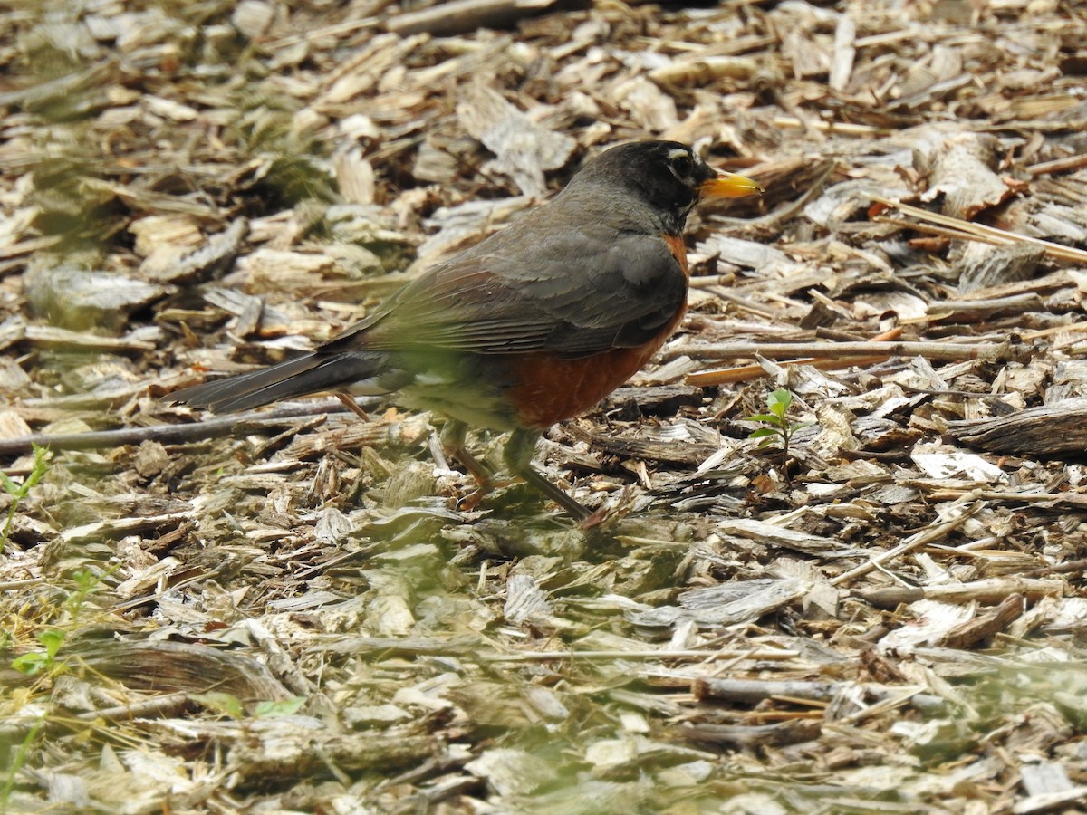 American Robin - ML242055901