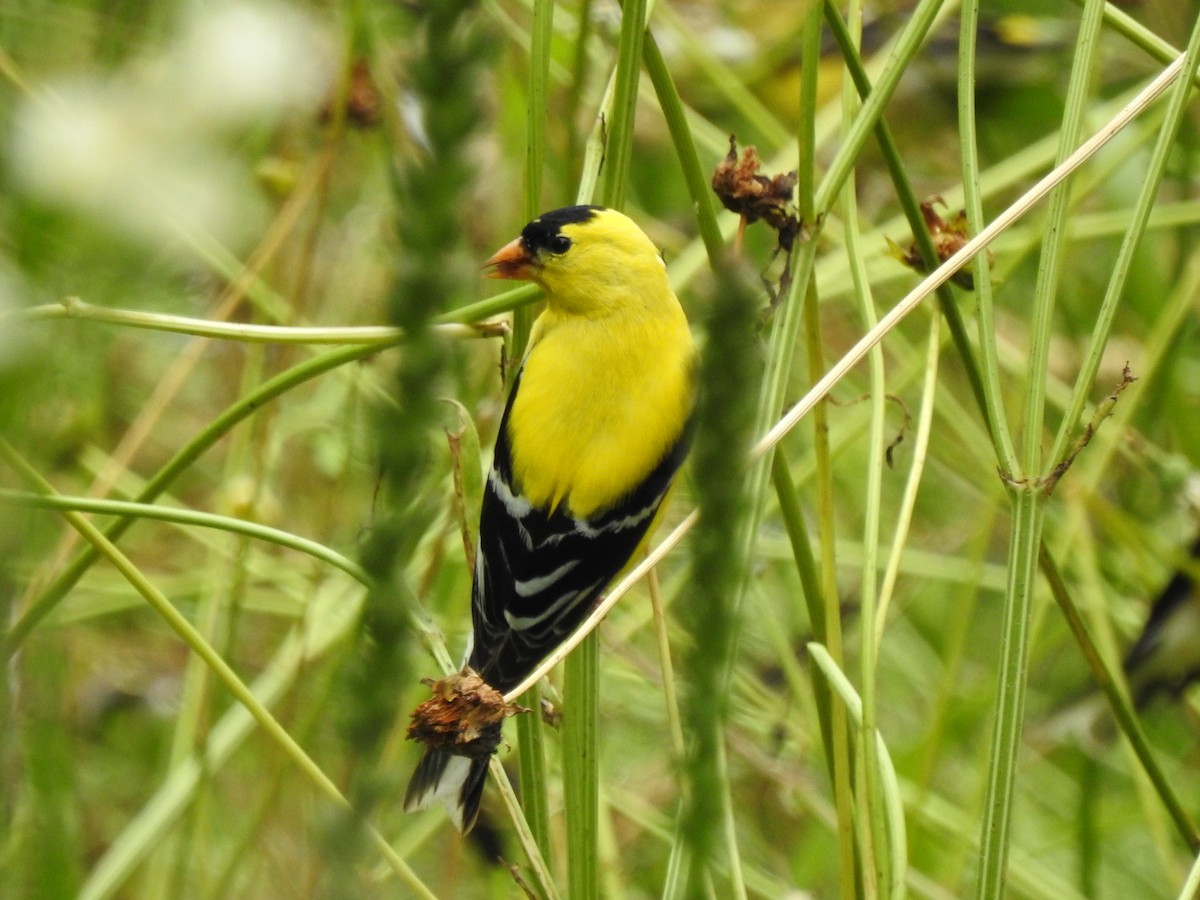 American Goldfinch - ML242056261