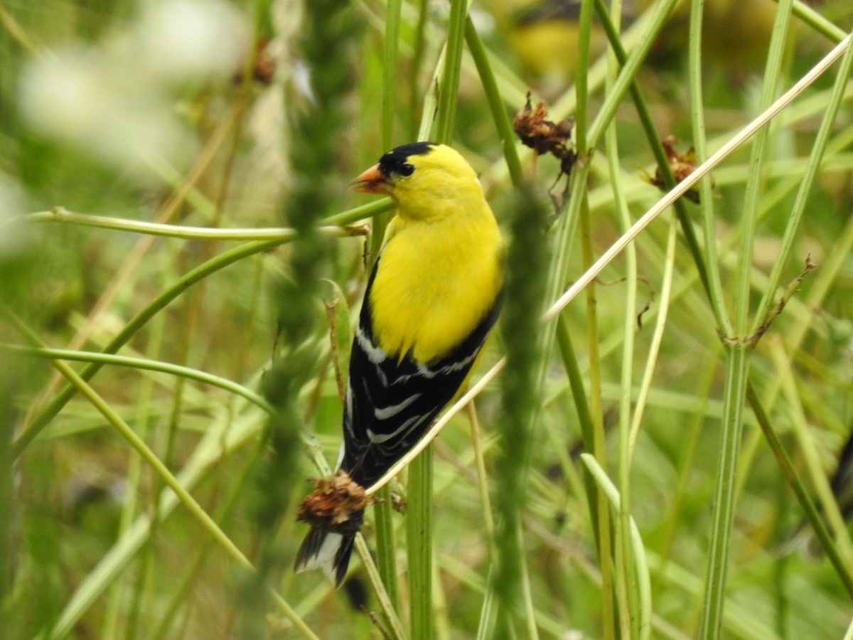 American Goldfinch - ML242056301