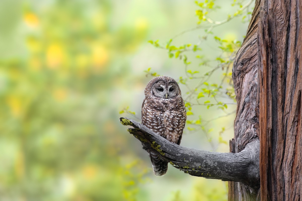 Spotted Owl - Adam Jackson