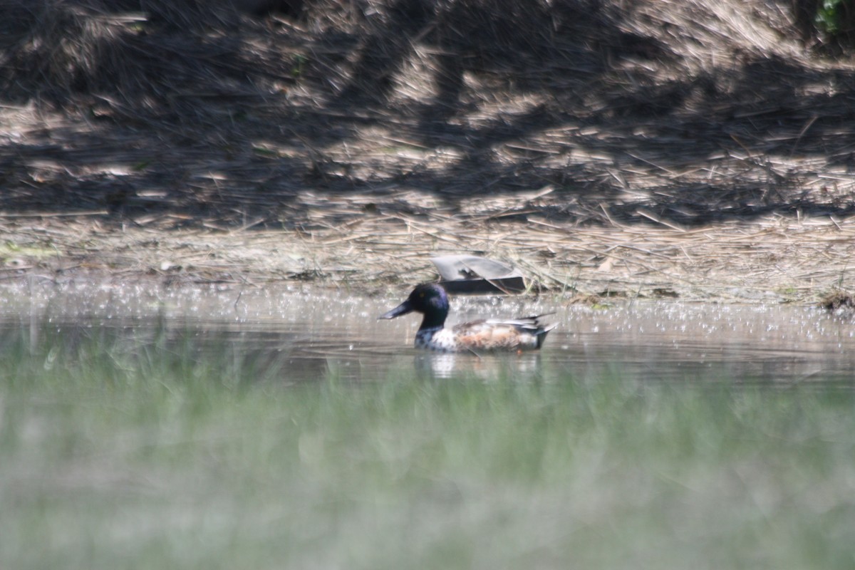 Northern Shoveler - ML242056571