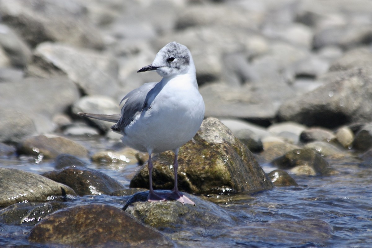 Bonaparte's Gull - ML242056701