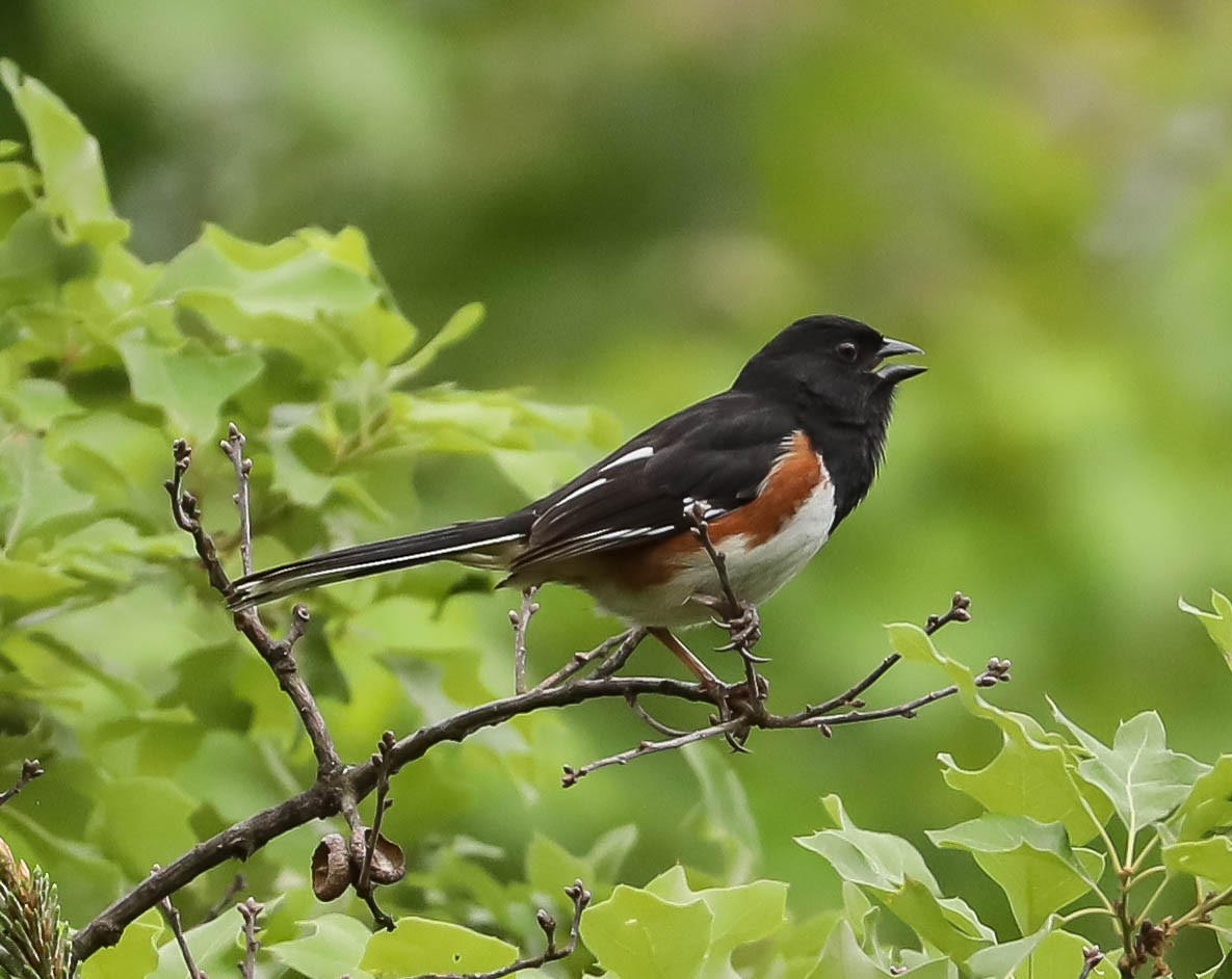 Eastern Towhee - ML242057071