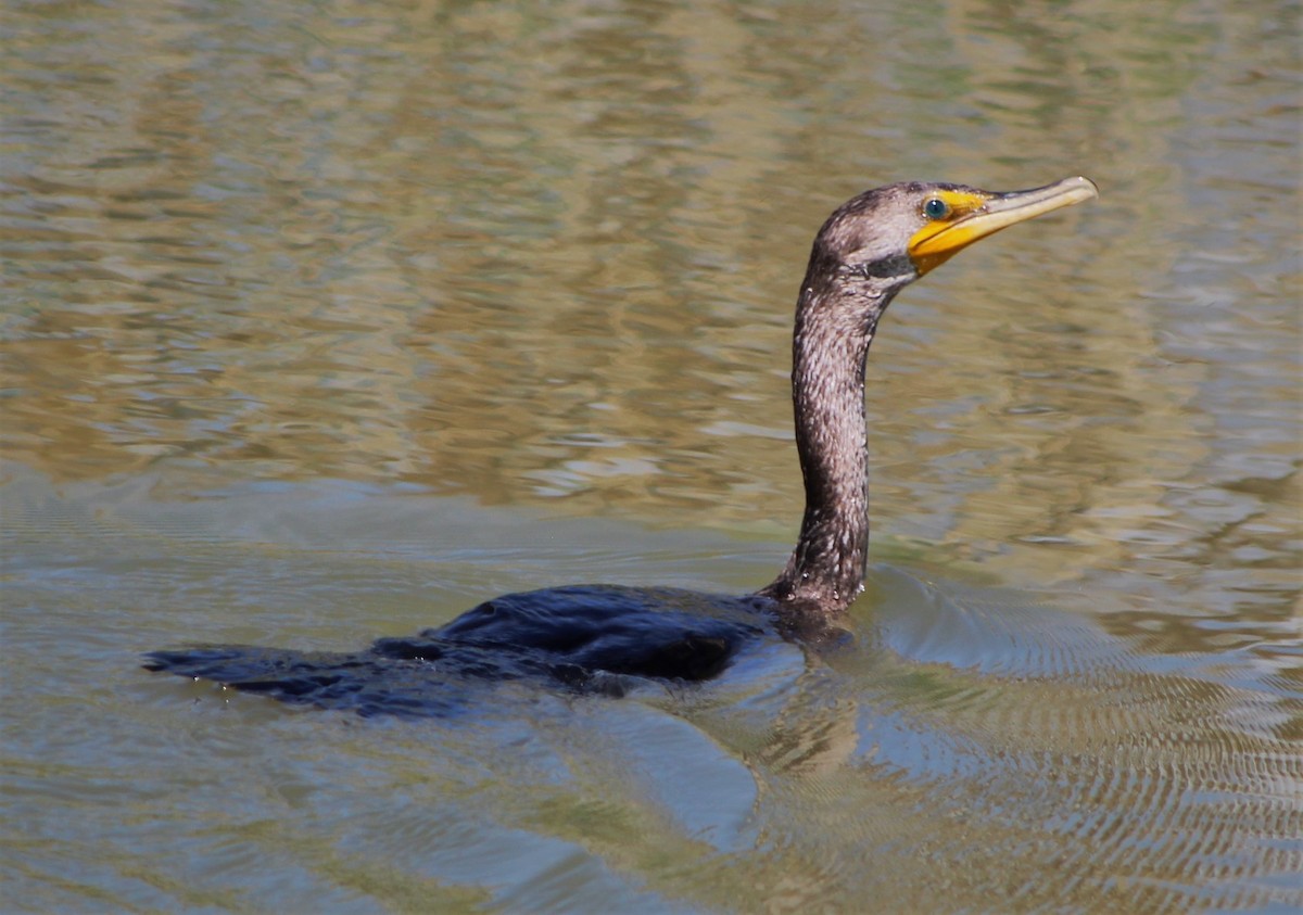 Double-crested Cormorant - ML242057241