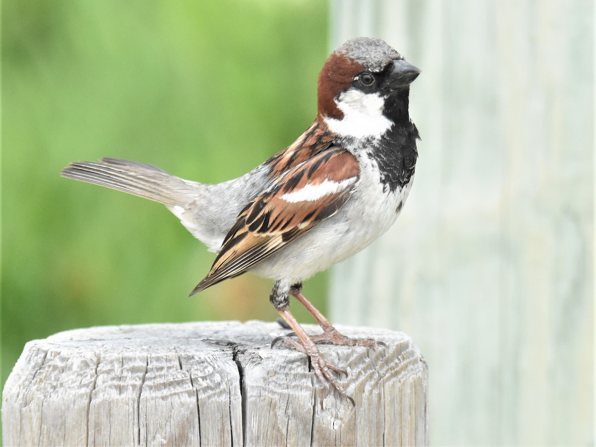 Moineau domestique - ML242057471