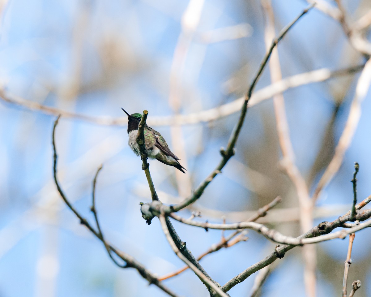 Ruby-throated Hummingbird - Alexi Hobbs