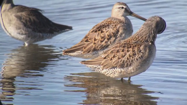 Long-billed Dowitcher - ML242062711