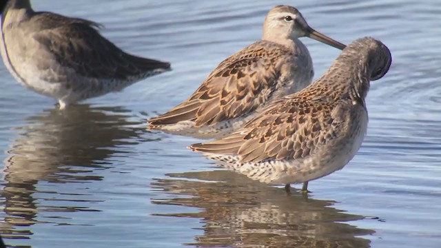 langnebbekkasinsnipe - ML242062711