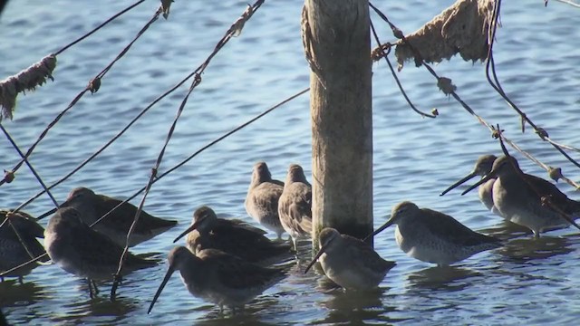 Long-billed Dowitcher - ML242062911