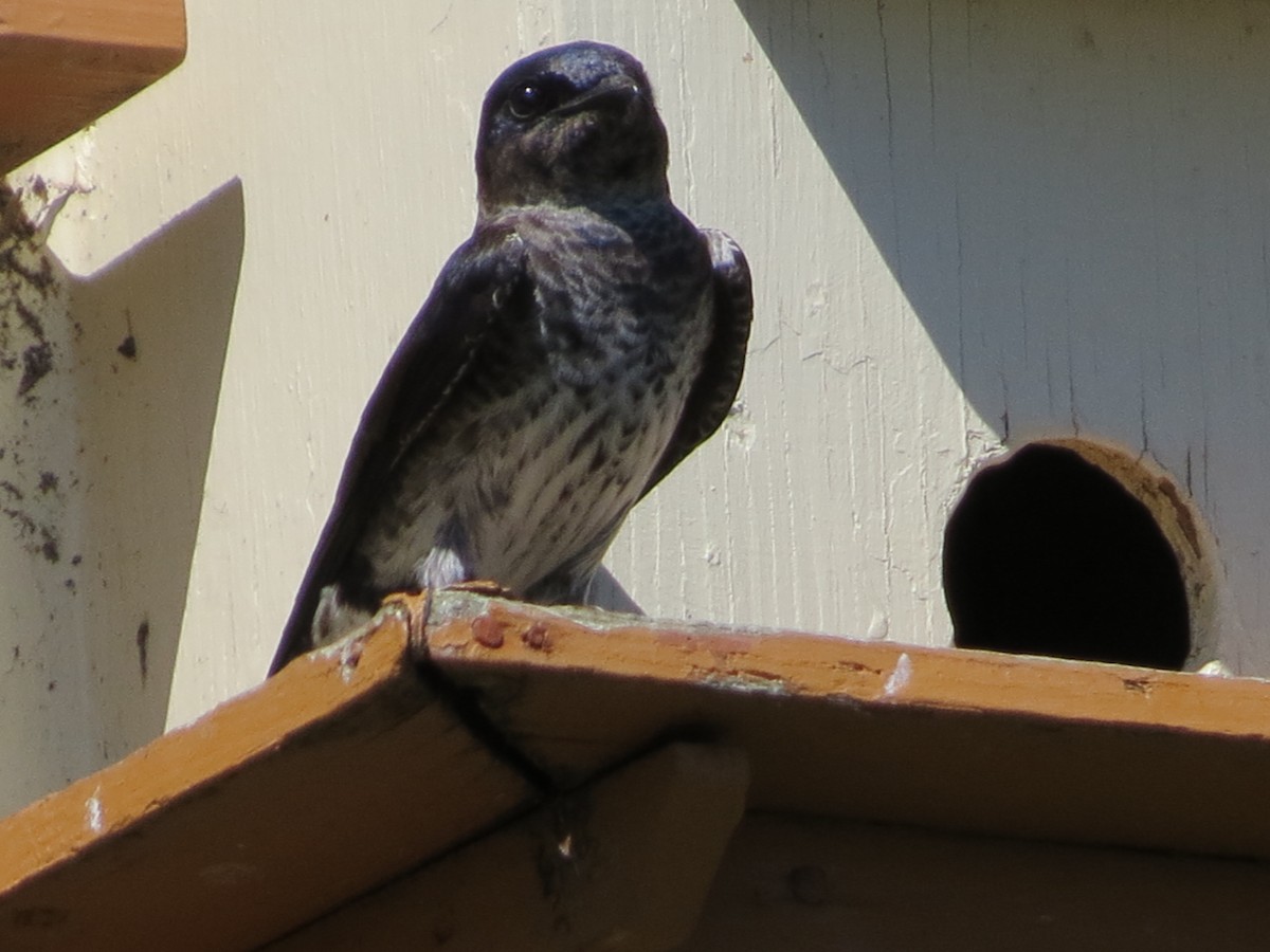 Golondrina Purpúrea - ML242062941