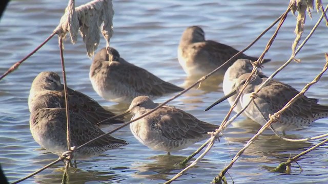 Long-billed Dowitcher - ML242063041