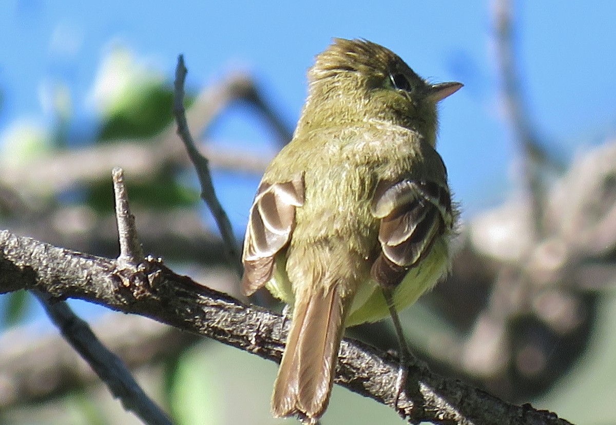 Western Flycatcher (Pacific-slope) - ML242063181