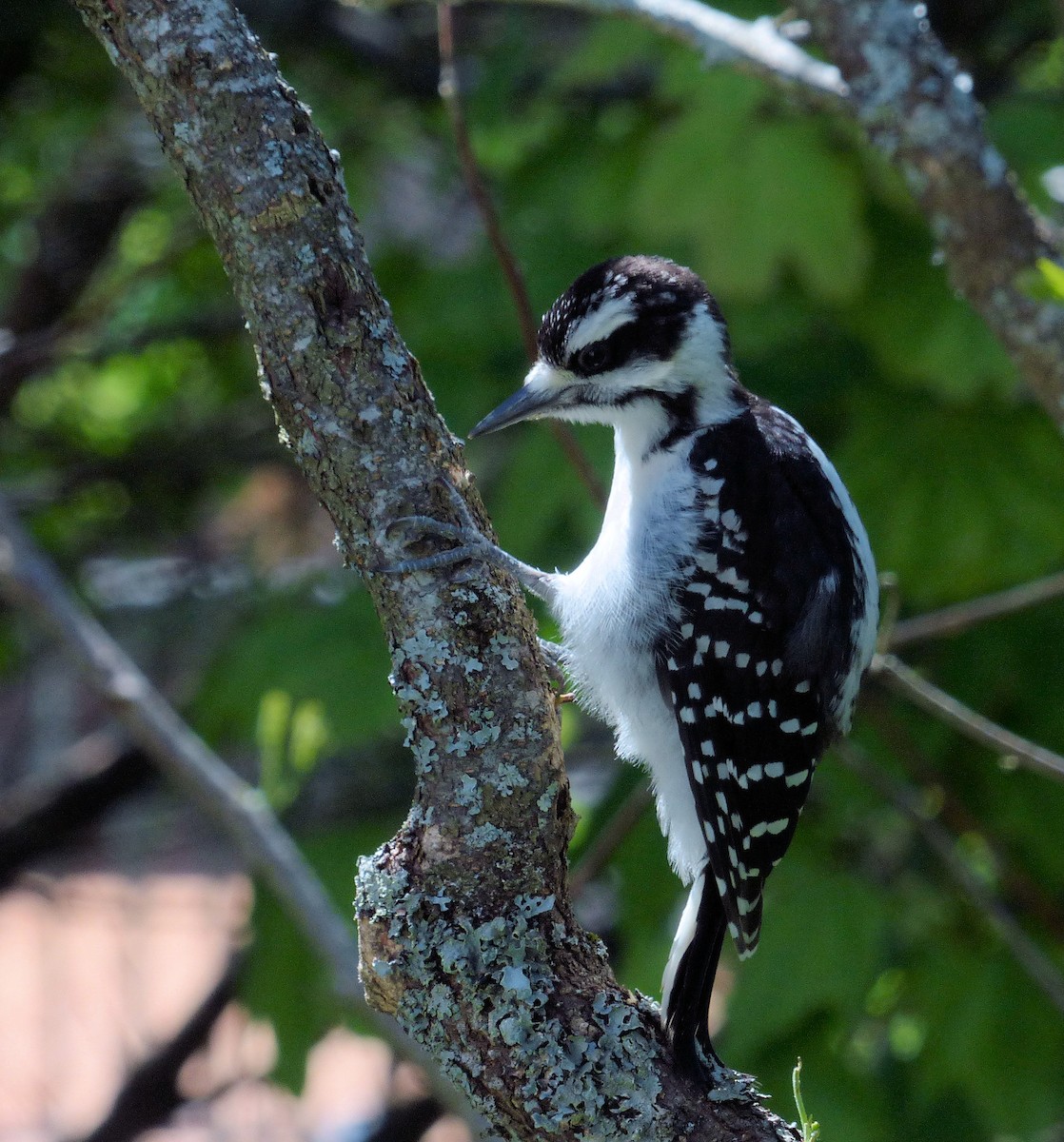 Hairy Woodpecker - Donald Codling