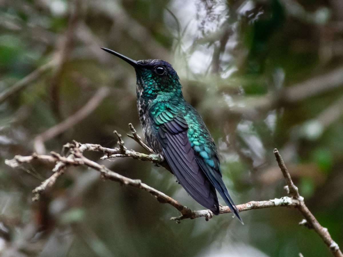 Violet-capped Woodnymph - ML242066281