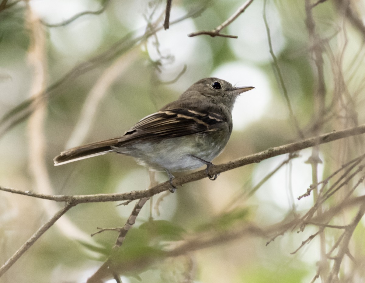 Euler's Flycatcher - ML242066311