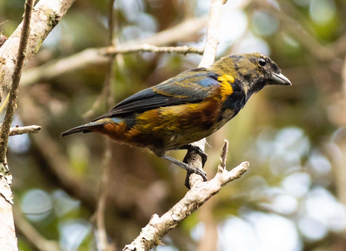 Chestnut-bellied Euphonia - ML242066351