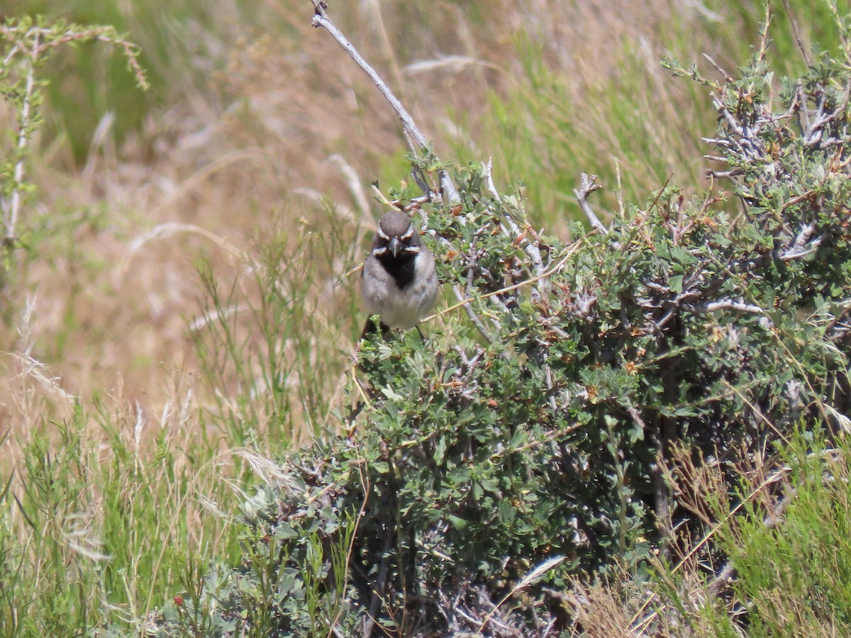 Black-throated Sparrow - ML242067151