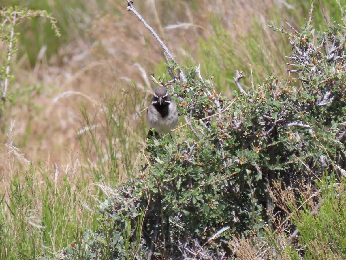 Black-throated Sparrow - Suzi Holt