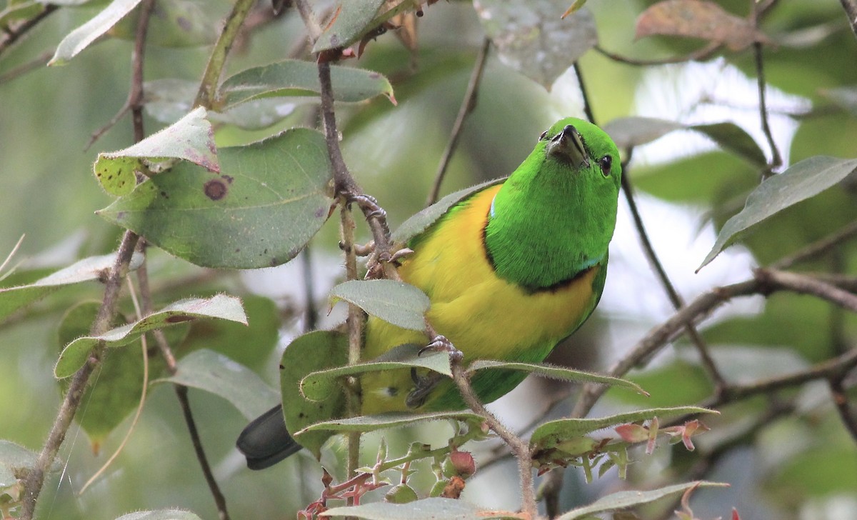 Blue-crowned Chlorophonia - ML242067471